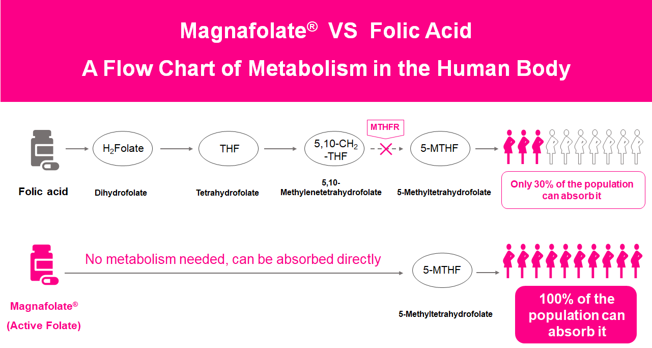 လူ့ခန္ဓာကိုယ်ရှိ ဇီဝဖြစ်စဉ်ဇယား၊ Active Folate VS Folic Acid