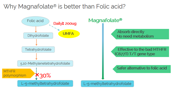 Magnafolate သည် ဘာကြောင့် ဖောလစ်အက်ဆစ်ထက် ပိုကောင်းသနည်း။