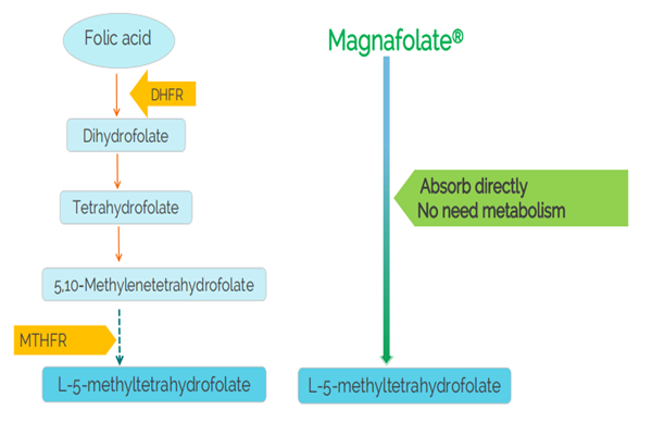 ဖောလစ်အက်ဆစ်ထက် methylfolate ပါသော ဖြည့်စွက်အားဆေးများ သောက်သုံးရန် လိုအပ်ပါသလား။