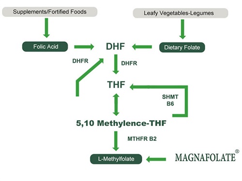 ဖောလိတ်၊ ဖောလစ်အက်ဆစ် နှင့် L Methylfolate တို့သည် ကျန်းမာရေး အကျိုးကျေးဇူးများ ရရှိစေပါသည်။