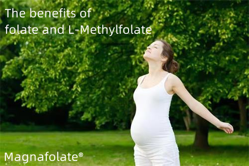 ဖောလိတ်နှင့် L-Methylfolate တို့၏ အကျိုးကျေးဇူးများ