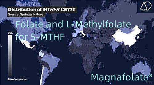5-MTHF အတွက် ဖောလိတ်နှင့် L-Methylfolate
