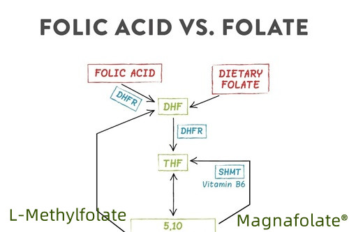 ဖောလိတ်နှင့် L-Methylfolate အကျဉ်းချုပ်