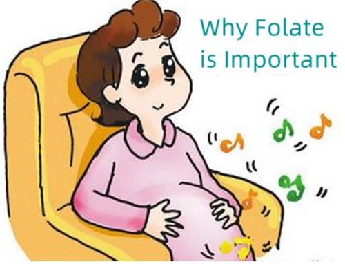 Folate က ဘာကြောင့် အရေးကြီးတာလဲ။