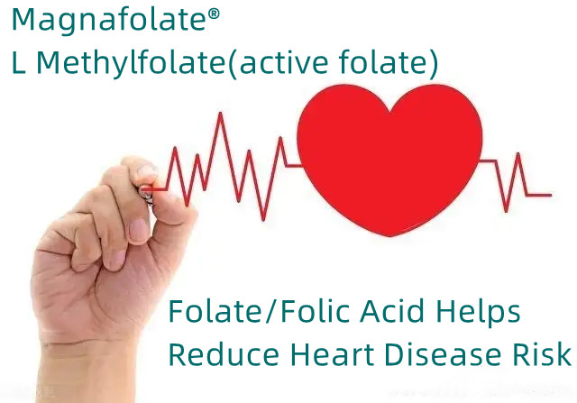 Folate/Folic Acid သည် နှလုံးရောဂါဖြစ်နိုင်ချေကို လျှော့ချပေးသည်။