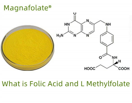 ဖောလိတ် VS ဖောလစ်အက်ဆစ် VS L-methylfolate ဆိုတာဘာလဲ