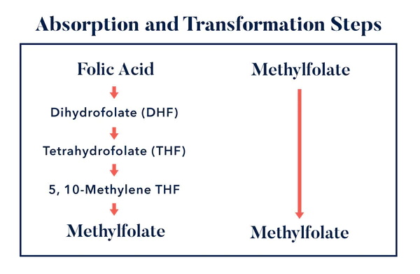 ဖောလစ်အက်ဆစ်နှင့် L-methylfolate တို့၏ အဓိကတူညီချက်များကား အဘယ်နည်း။