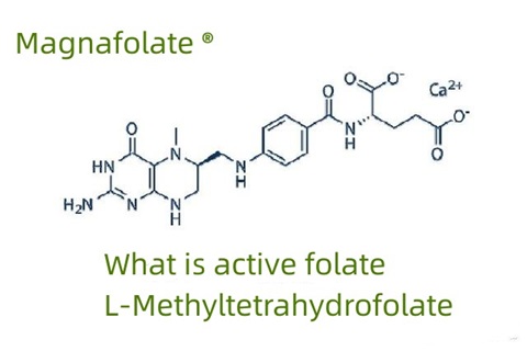 တက်ကြွသောဖောလိတ်နှင့် L-Methyltetrahydrofolate ဆိုသည်မှာ အဘယ်နည်း