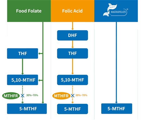 5-methyltetrahydrofolate ဆိုတာဘာလဲ။