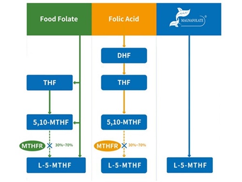 ဖောလိတ်၏ အမျိုးအစားခွဲခြင်းနှင့် 5-methyltetrahydrofolate ၏ လုပ်ဆောင်ချက်ပရိုဖိုင်