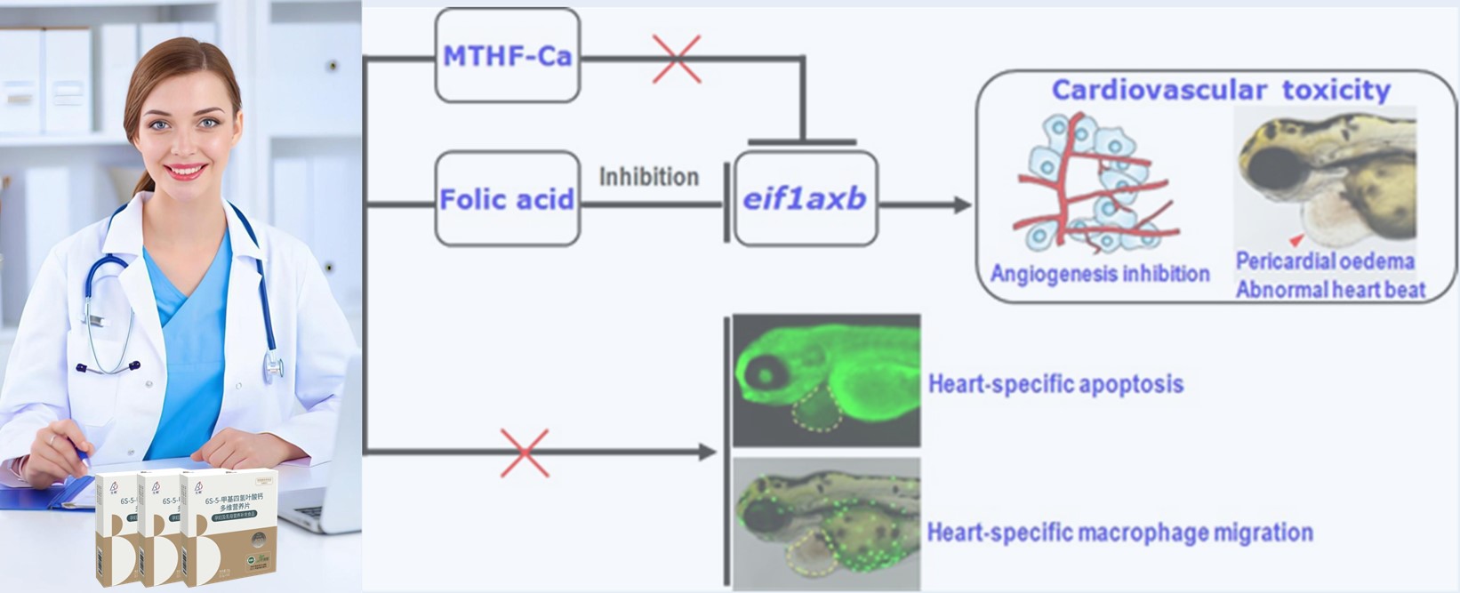 စာပေသုံးသပ်ချက်များ | High-boe synthetic folic acid သည်နှလုံးကိုစောစောစီးစီးသန်ဓေသားလောင်းများကိုအန္တရာယ်ဖြစ်စေနိုင်သည်။ 6s-5-5-methyltettreahyrofoldrobolate-calcium သည်ပိုမိုလုံခြုံသည်